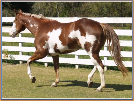 Legacy Debre Verdonni