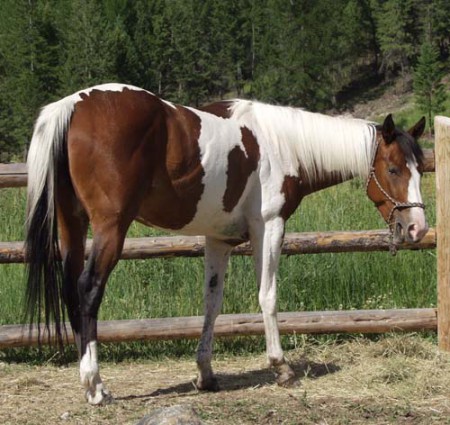 Libsnetty Jane Vanilla