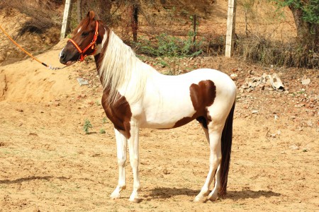 Sammarians' D'azzar