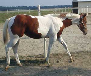 Nazareth Ivy Swallow