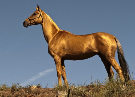 Achal-teke
